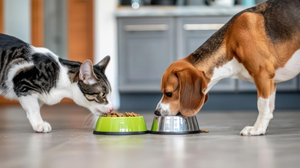 The Best Diet for Your Pet – What Should Dogs, Cats, Birds & Horses Eat?