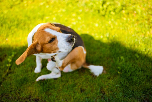 The Ultimate Flea & Tick Protection Guide for Pets – What Every Pet Owner Should Know