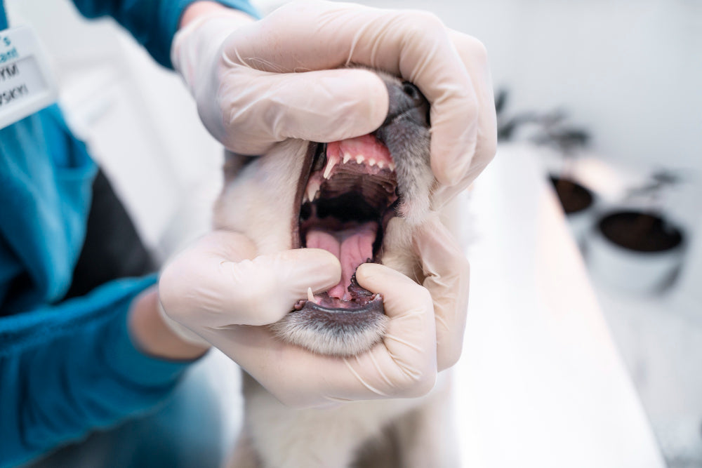 5 Common Pet Health Problems & How to Prevent Them