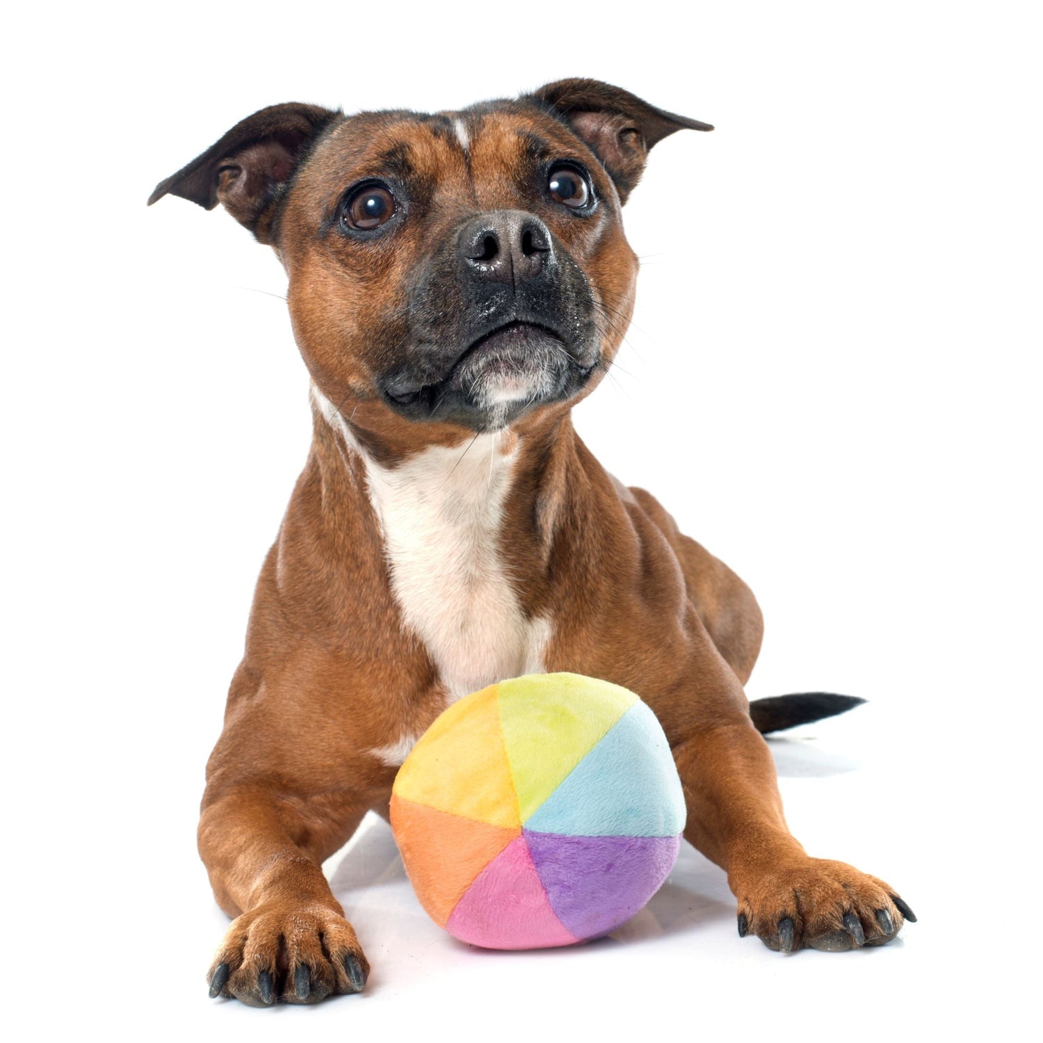 Dog Products